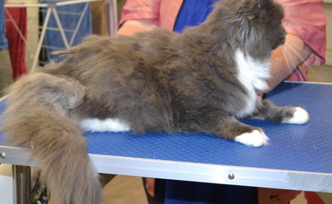 Baby is a Long/Medium Hair.