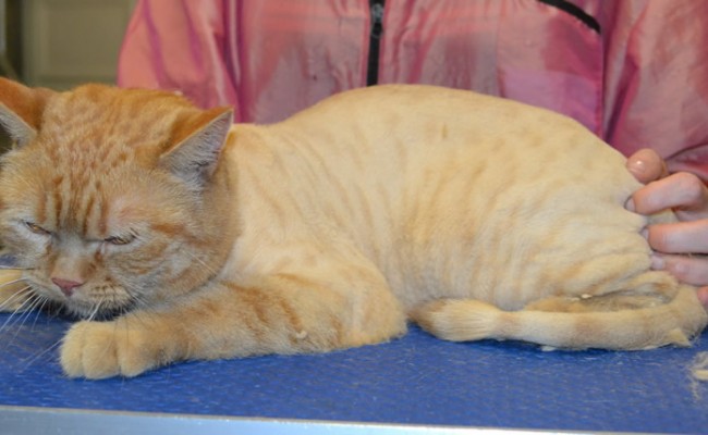 Apollo is a Short Hair Domestic.