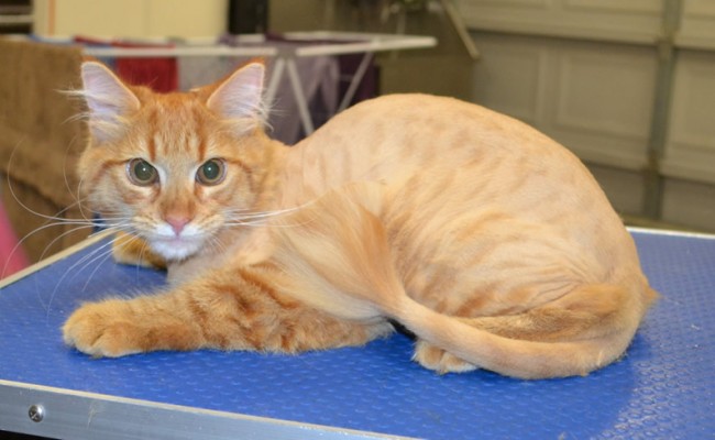 Ninga is a Long/Medium Hair Domestic.