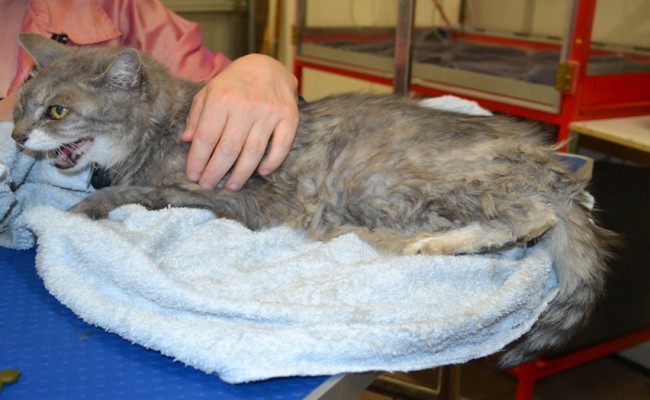 Old girl Muriel is a Medium Hair Domestic.