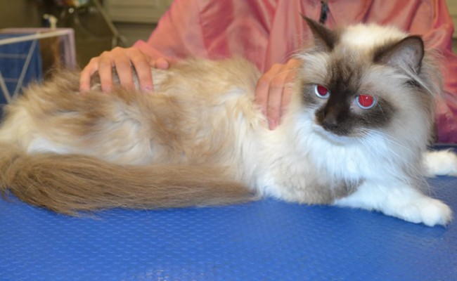 Ambrose is a Ragdoll