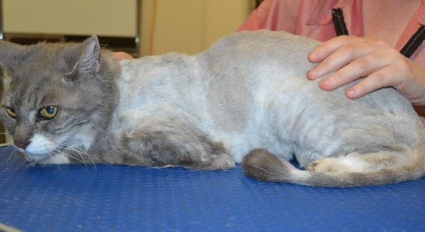 Old girl Muriel is a Medium Hair Domestic.