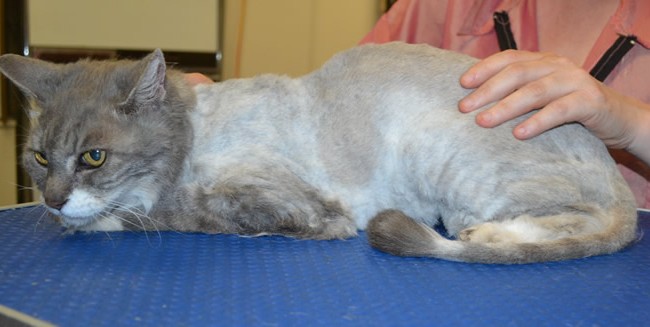 Old girl Muriel is a Medium Hair Domestic.