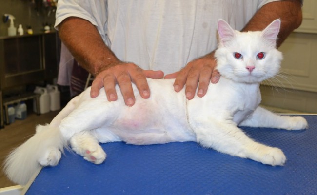 Furby is a Long Hair Domestic.