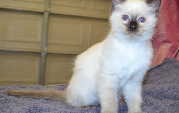 Frosty the 8 week old Ragdoll that came in for a wash n blowdry and nails clipped.