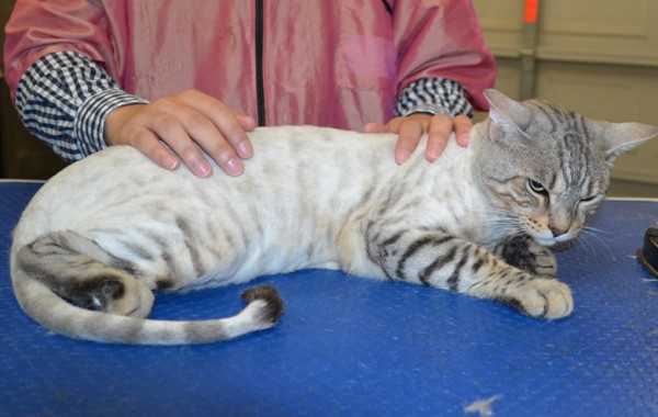 Ti is a Bengal.