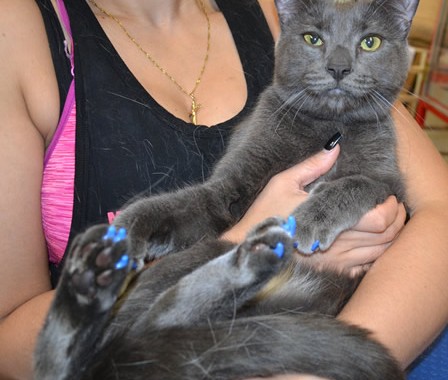 Trixie is a Short Hair and is wearing Blue Softpaws