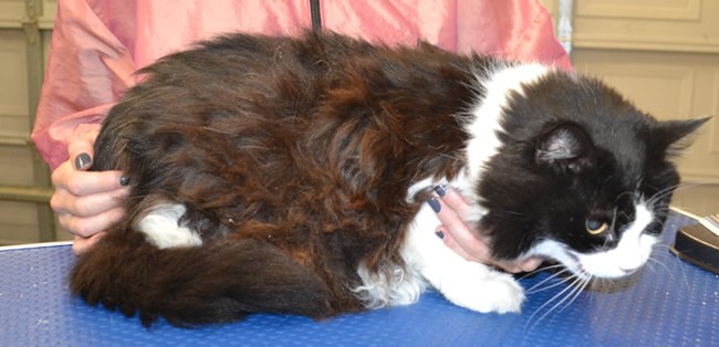Chloe is a 17 yr old Long Hair Domestic.