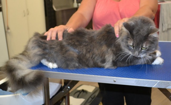 Stewie is a Long Hair Domestic.