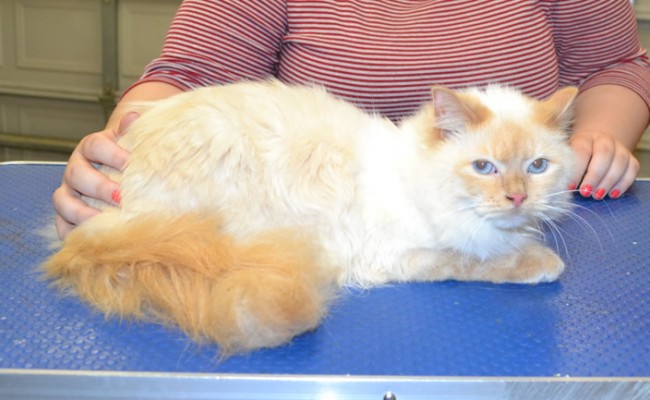 Pickles is a Ragdoll.