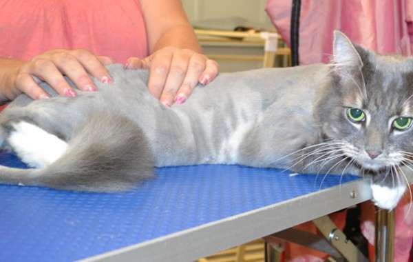 Stewie is a Long Hair Domestic.