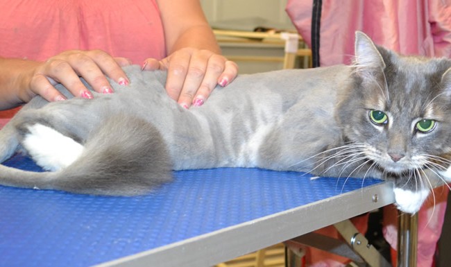 Stewie is a Long Hair Domestic.