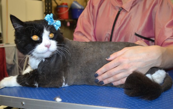 Chloe is a 17 yr old Long Hair Domestic.