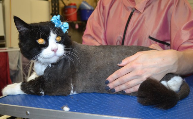 Chloe is a 17 yr old Long Hair Domestic.