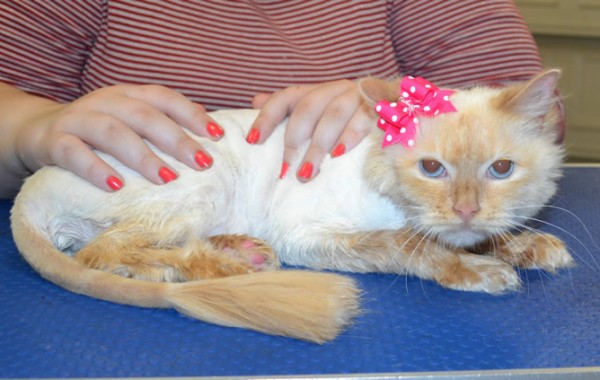 Pickles is a Ragdoll.