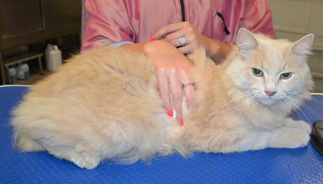 Harley is a Medium Hair Domestic.