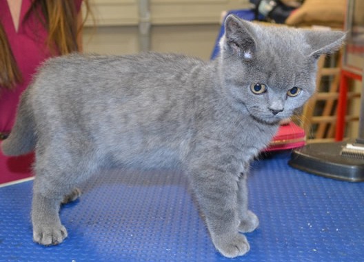 Inca is a 11 week old British Short Hair and had a flea wash n blowsry.