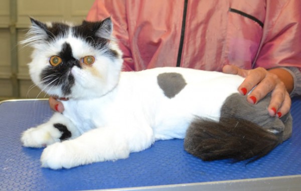 Sketch is an Exotic Persian.