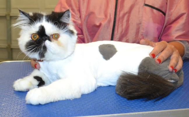 Sketch is an Exotic Persian.