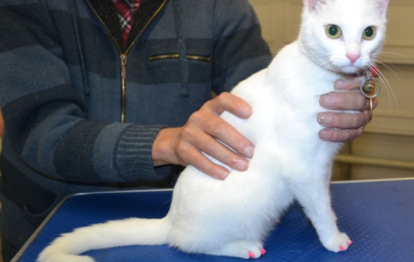 Rogue is a Short Hair and is wearing Pink Softpaws.