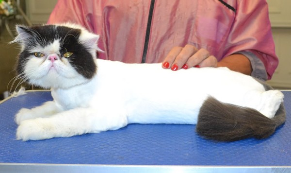 Atlas is an Exotic Persian.