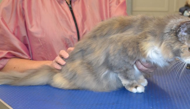 Bexy is a Medium Hair.