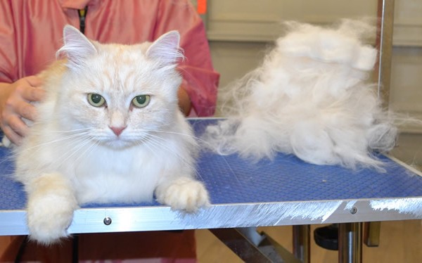 Leo is a Siberian.