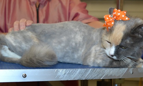 Bexy is a Medium Hair.