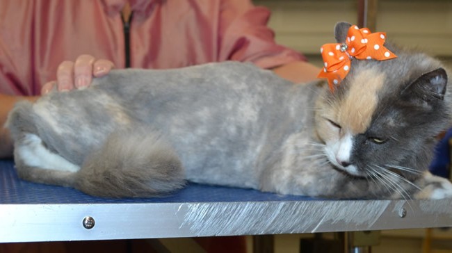 Bexy is a Medium Hair.