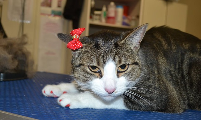 Harley is a Short Hair Domestic.