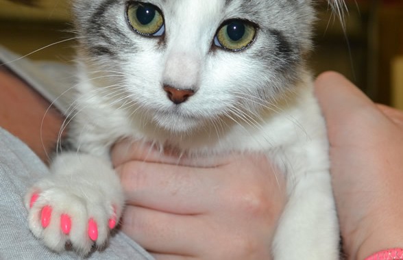 Arya is a Short Hair Domestic kitten with Softpaws.