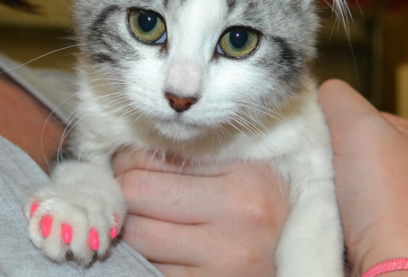 Arya is a Short Hair Domestic kitten with Softpaws.