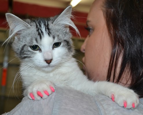 Arya is a Short Hair Domestic kitten with Softpaws.