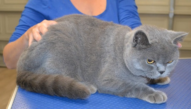 Bell is a British Short Hair.