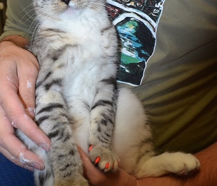 Arya is a Short Hair Domestic kitten with Softpaws.