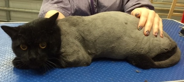 Loki is a British Short Hair.