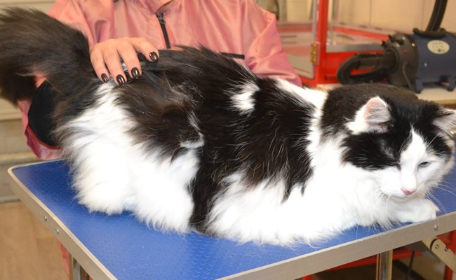 Max is a long hair domestic