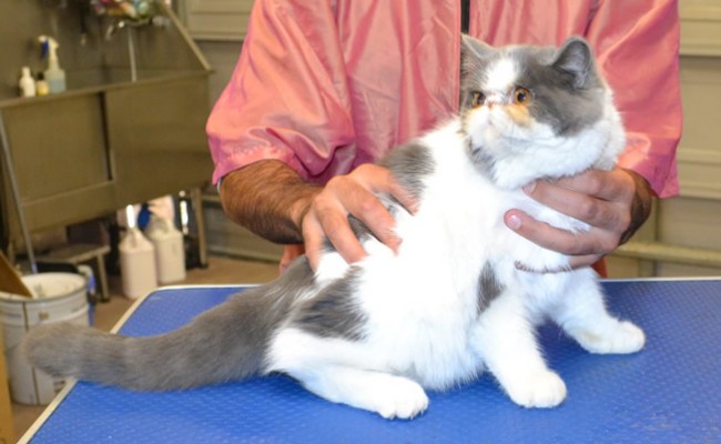 Pasa is an Exotic Short Hair.