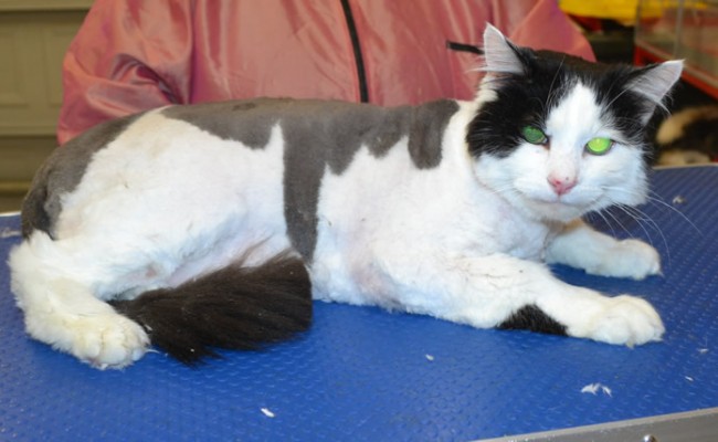 Max is a long hair domestic