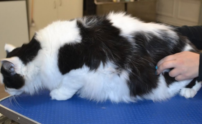 Gizmo is a long hair domestic