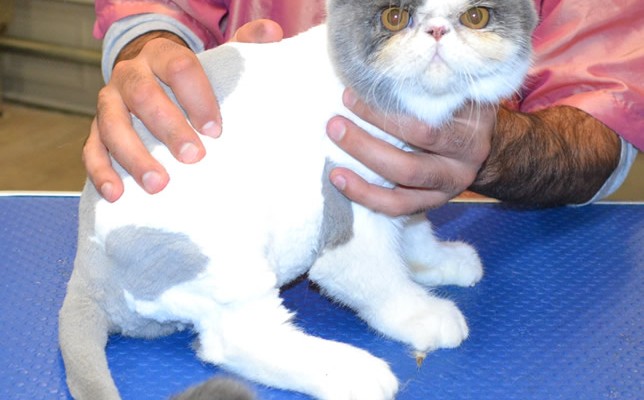 Pasa is an Exotic Short Hair.