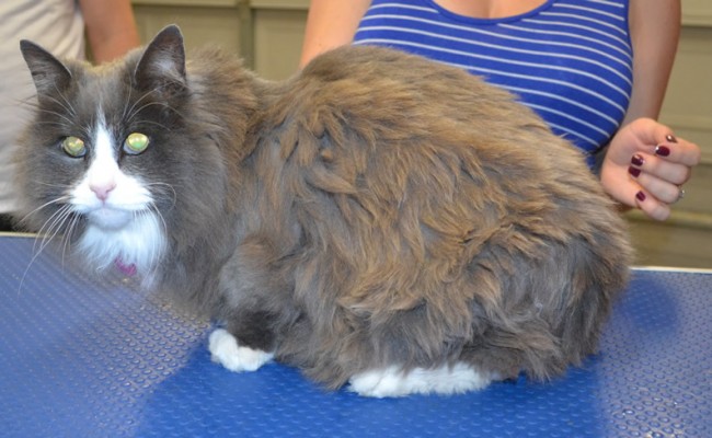 Lola is a Long Hair Domestic.