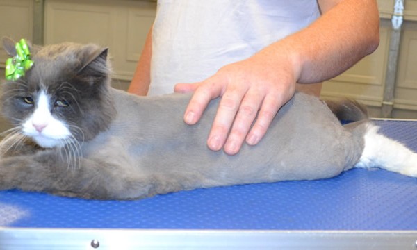 Lola is a Long Hair Domestic.