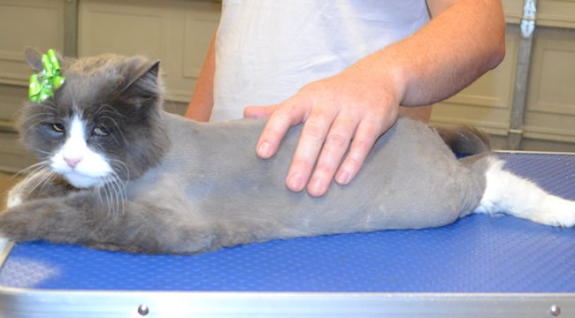 Lola is a Long Hair Domestic.