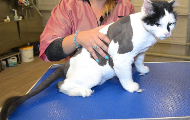 Gizmo is a long hair domestic