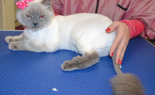 Bella is a Ragdoll.