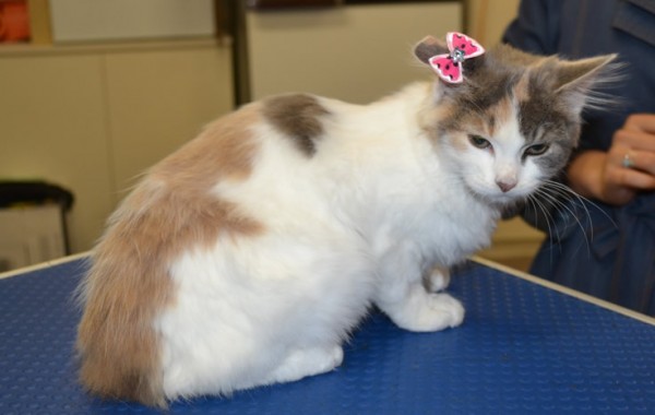 Ivy is a Scottish Fold, British Short Hair and Domestic Kitten. She had a flea wash n blowdry, nails clipped ears cleaned.