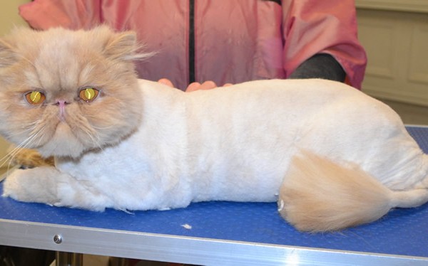 Halo is a Persian
