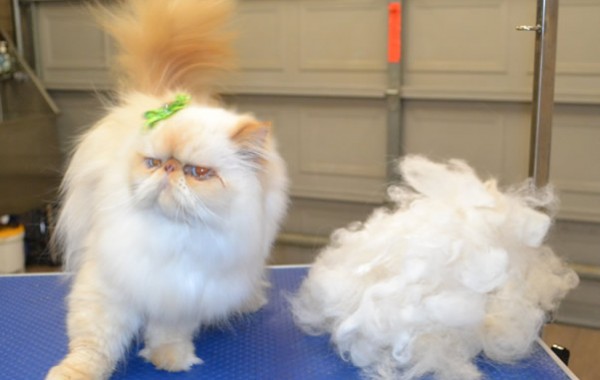 Melody is a Persian