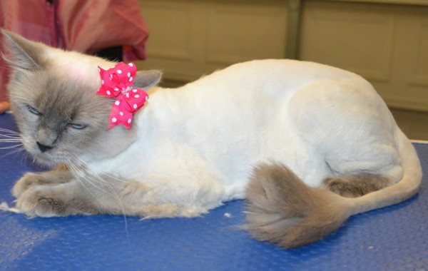 Amber is a Ragdoll.